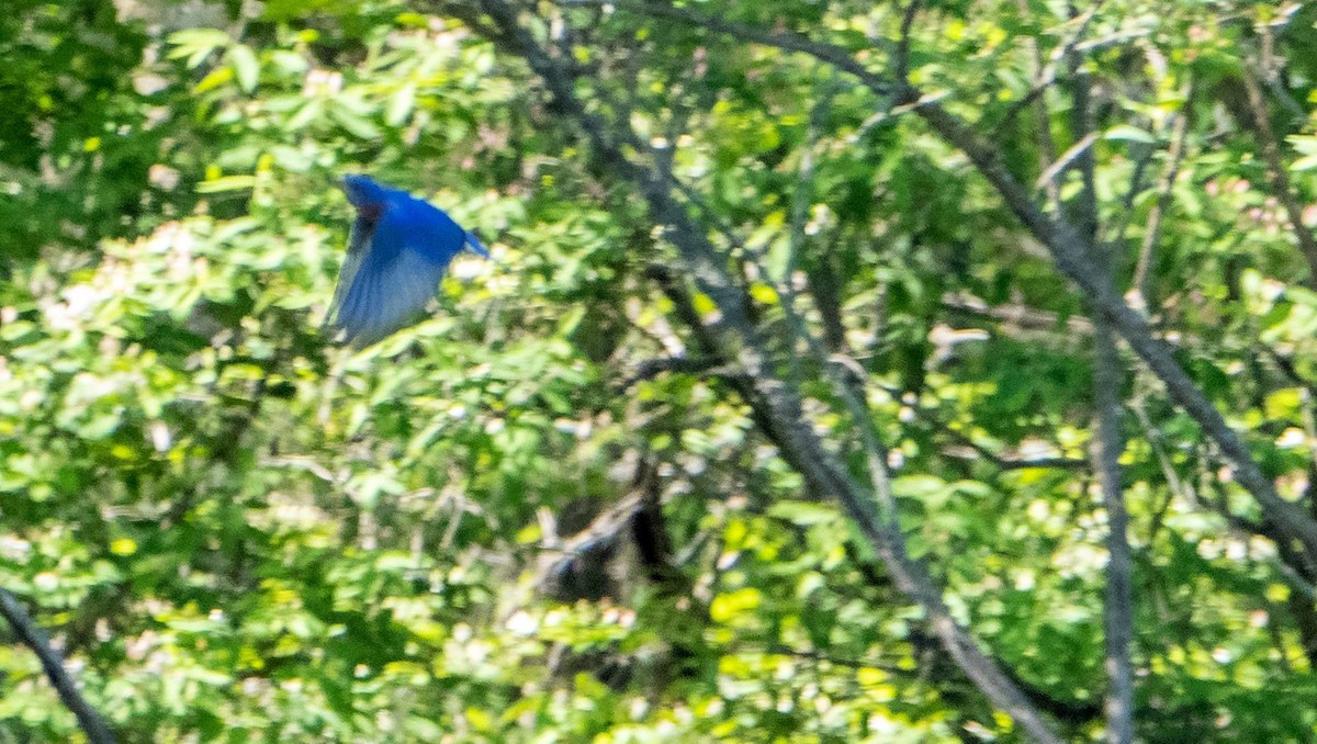 Eastern Bluebird - Matt M.