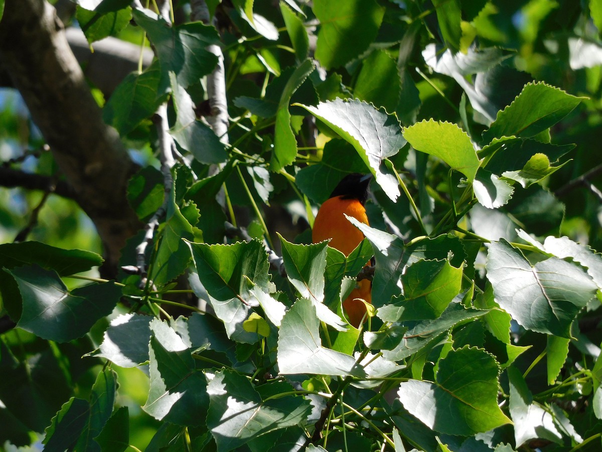 Baltimore Oriole - Charles Chu