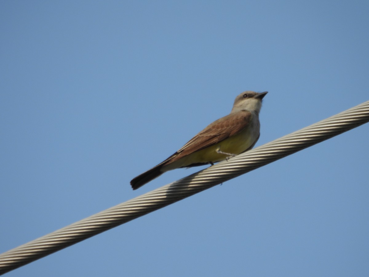 Western Kingbird - Jesus A