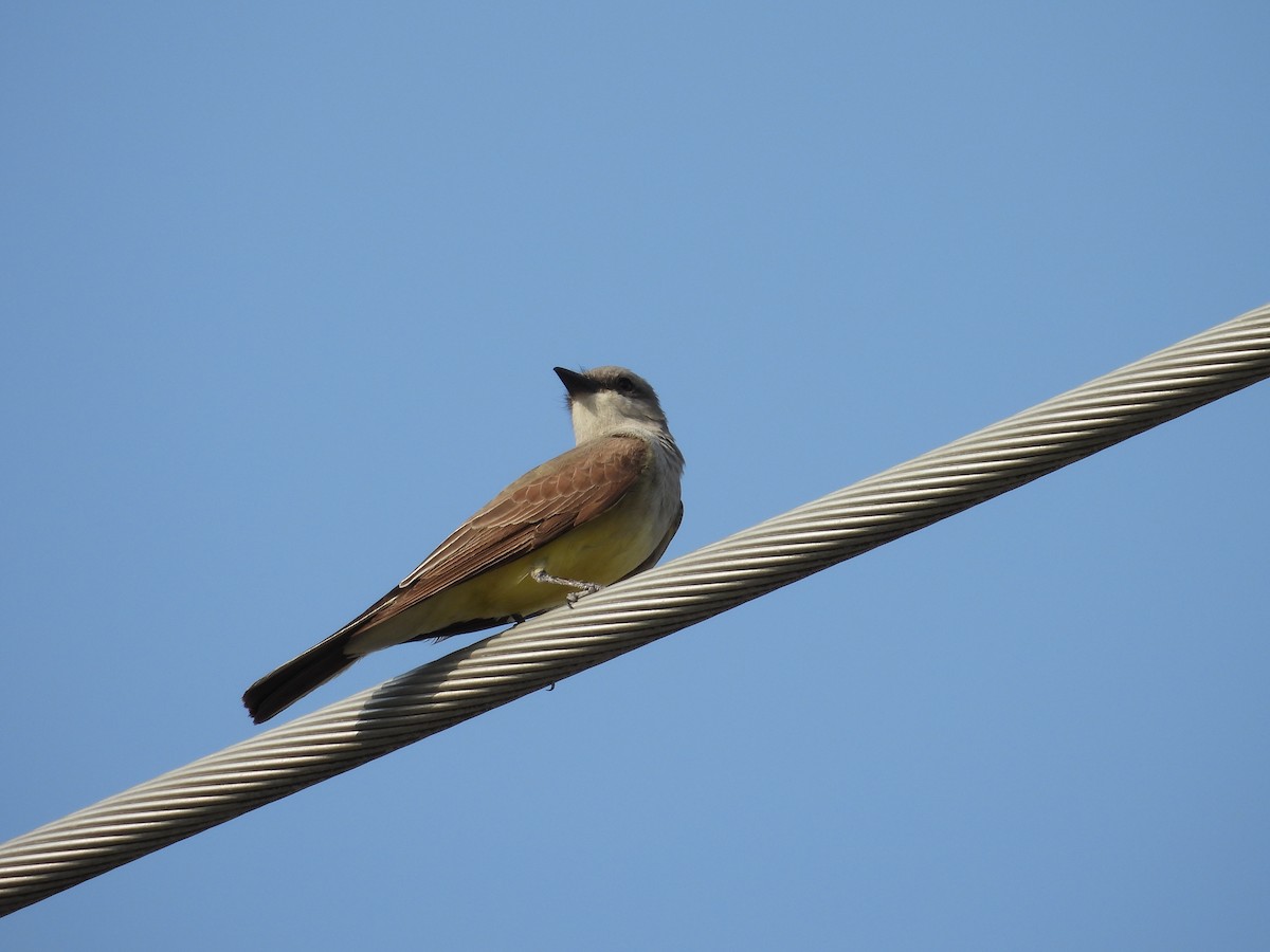 Western Kingbird - Jesus A