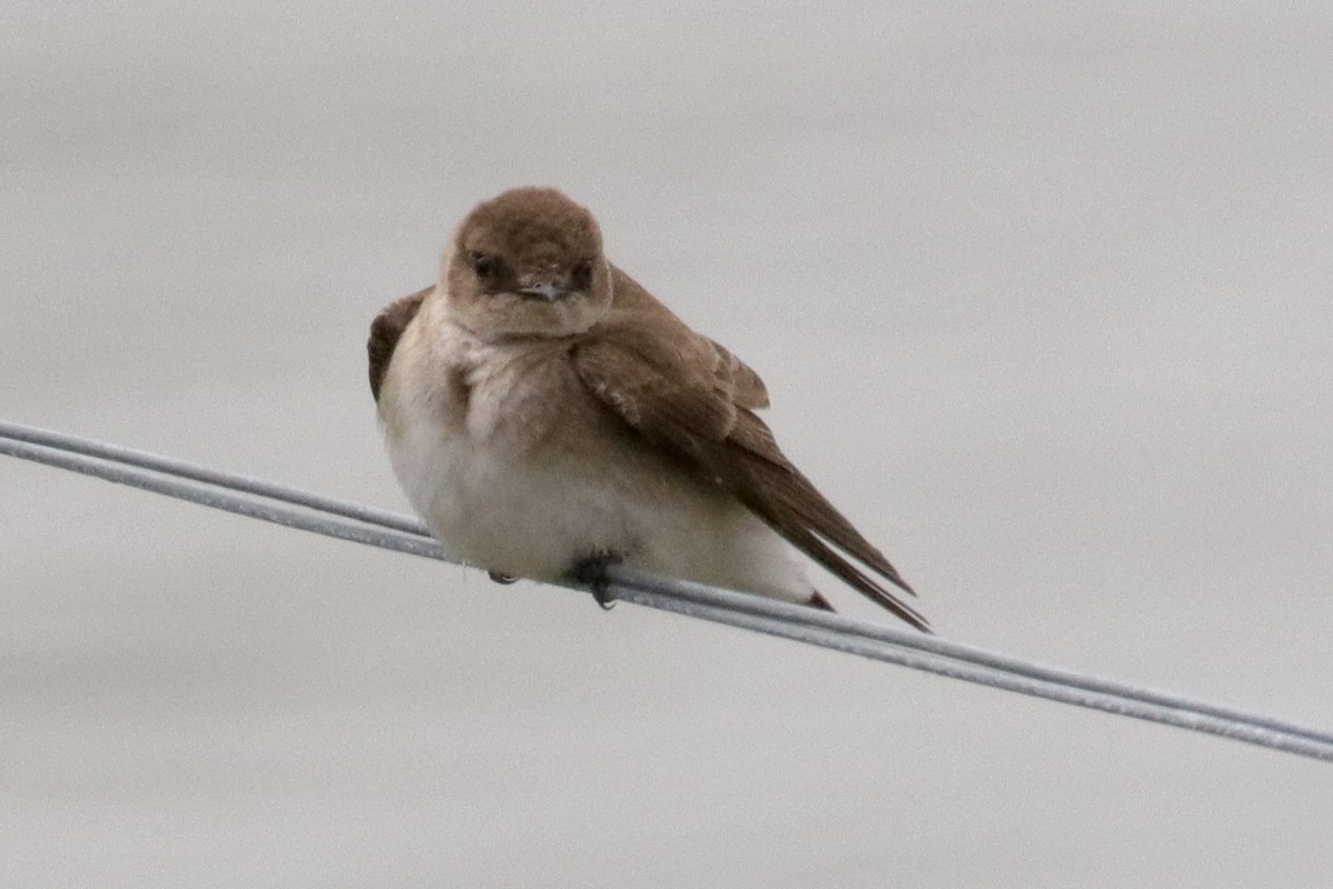 Northern Rough-winged Swallow - Jay & Judy Anderson