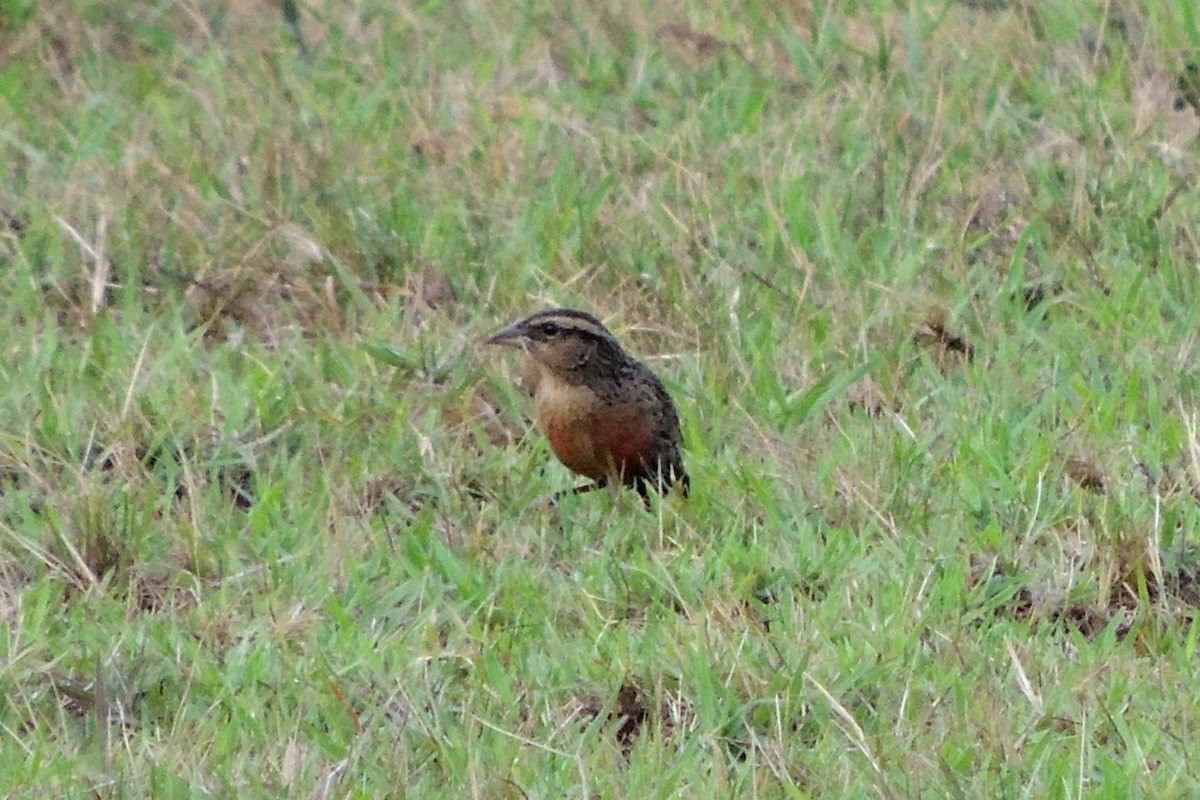 ムネアカマキバドリ - ML619511995