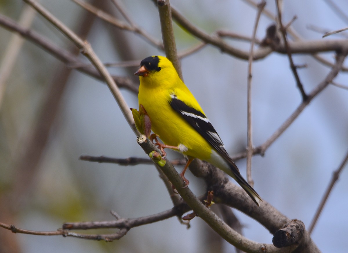 American Goldfinch - D & I Fennell