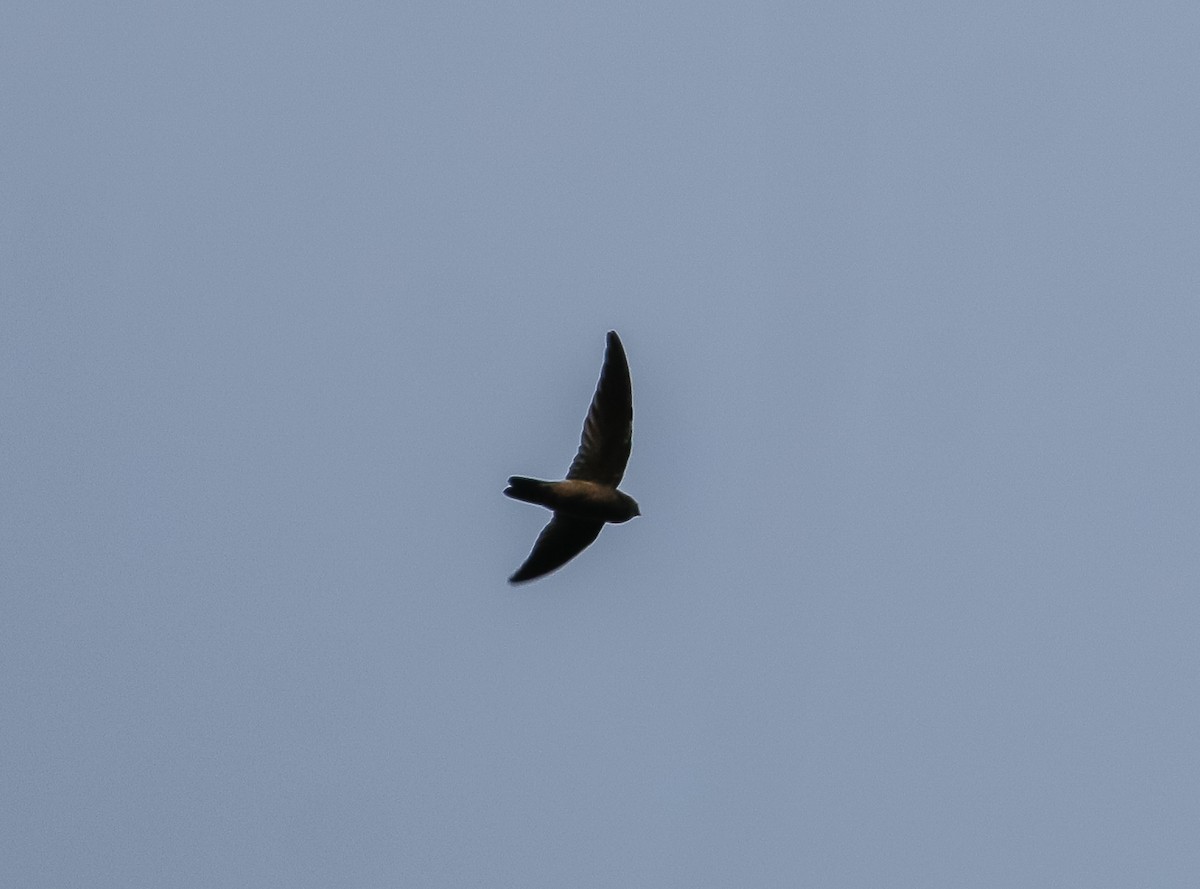 Germain's Swiftlet - ML619512002