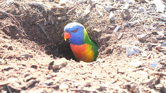 Rainbow Lorikeet - ML619512008