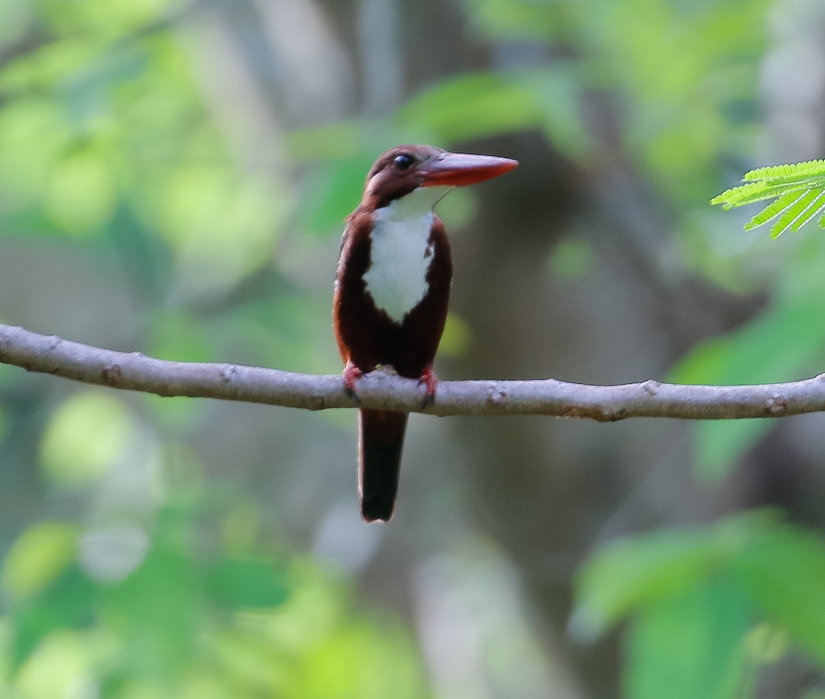 White-throated Kingfisher - ML619512013