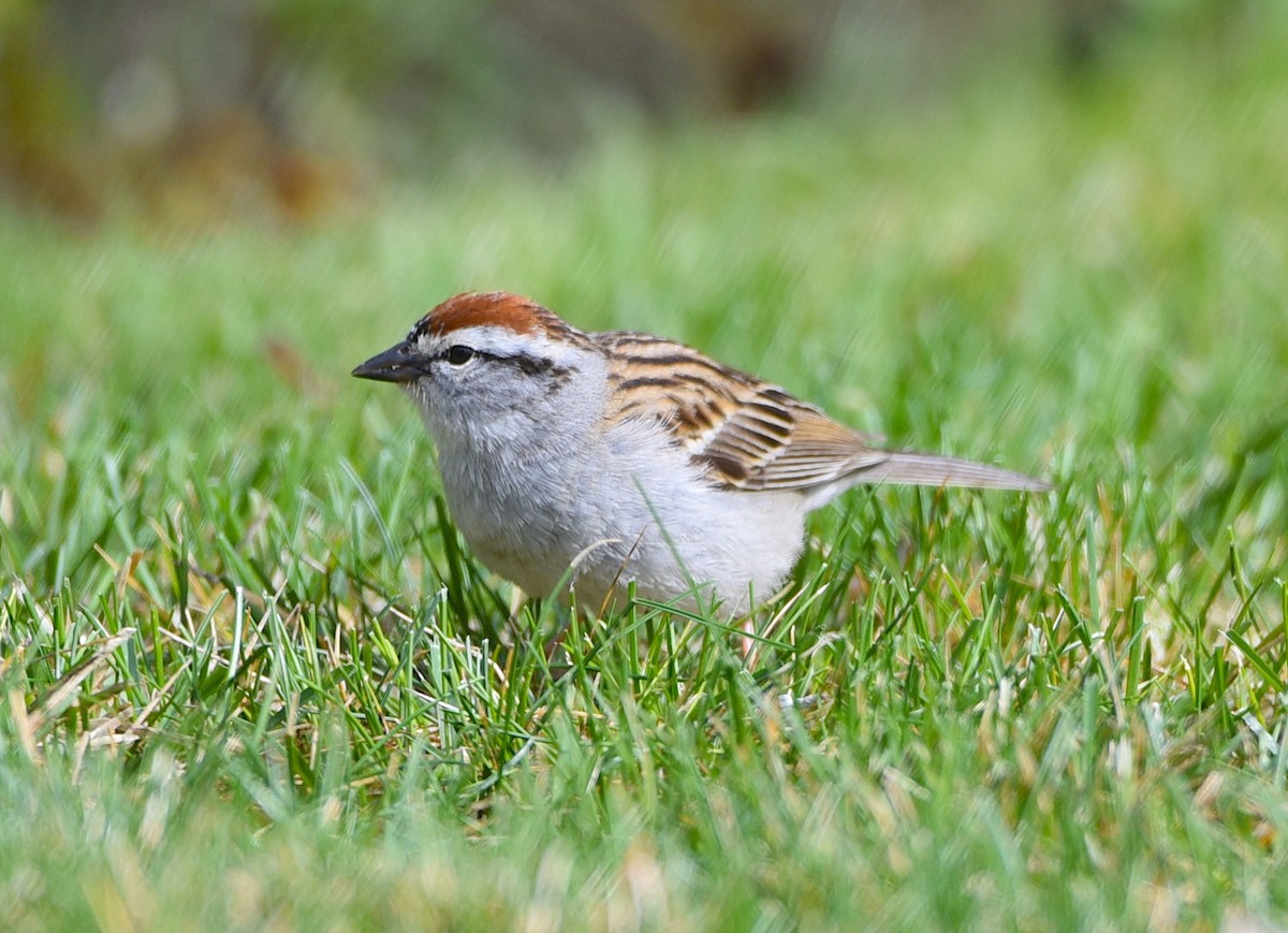 Chipping Sparrow - D & I Fennell