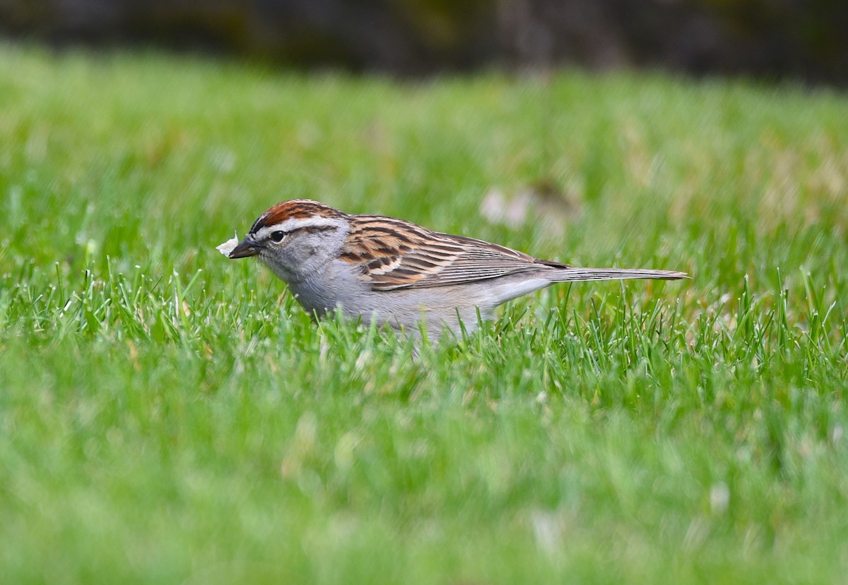 Chipping Sparrow - D & I Fennell