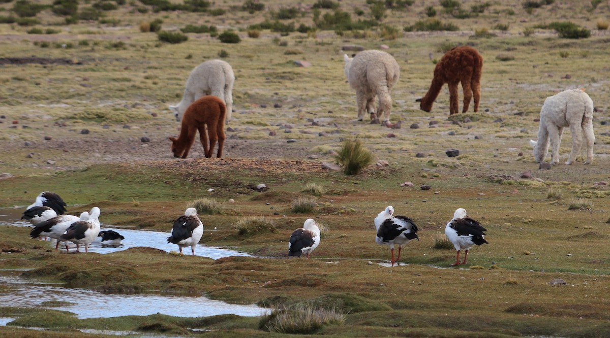 Andean Goose - Pierina A. Bermejo