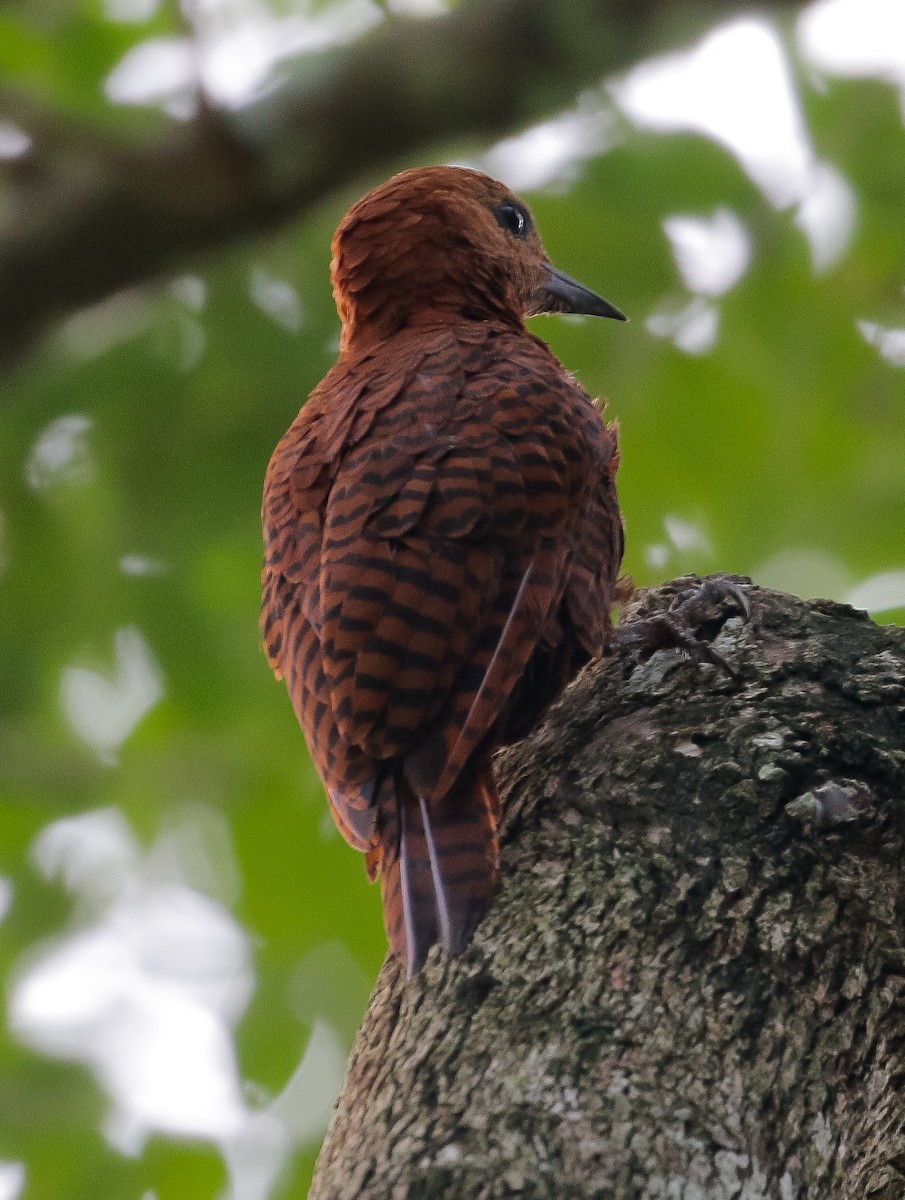 Rufous Woodpecker - Neoh Hor Kee