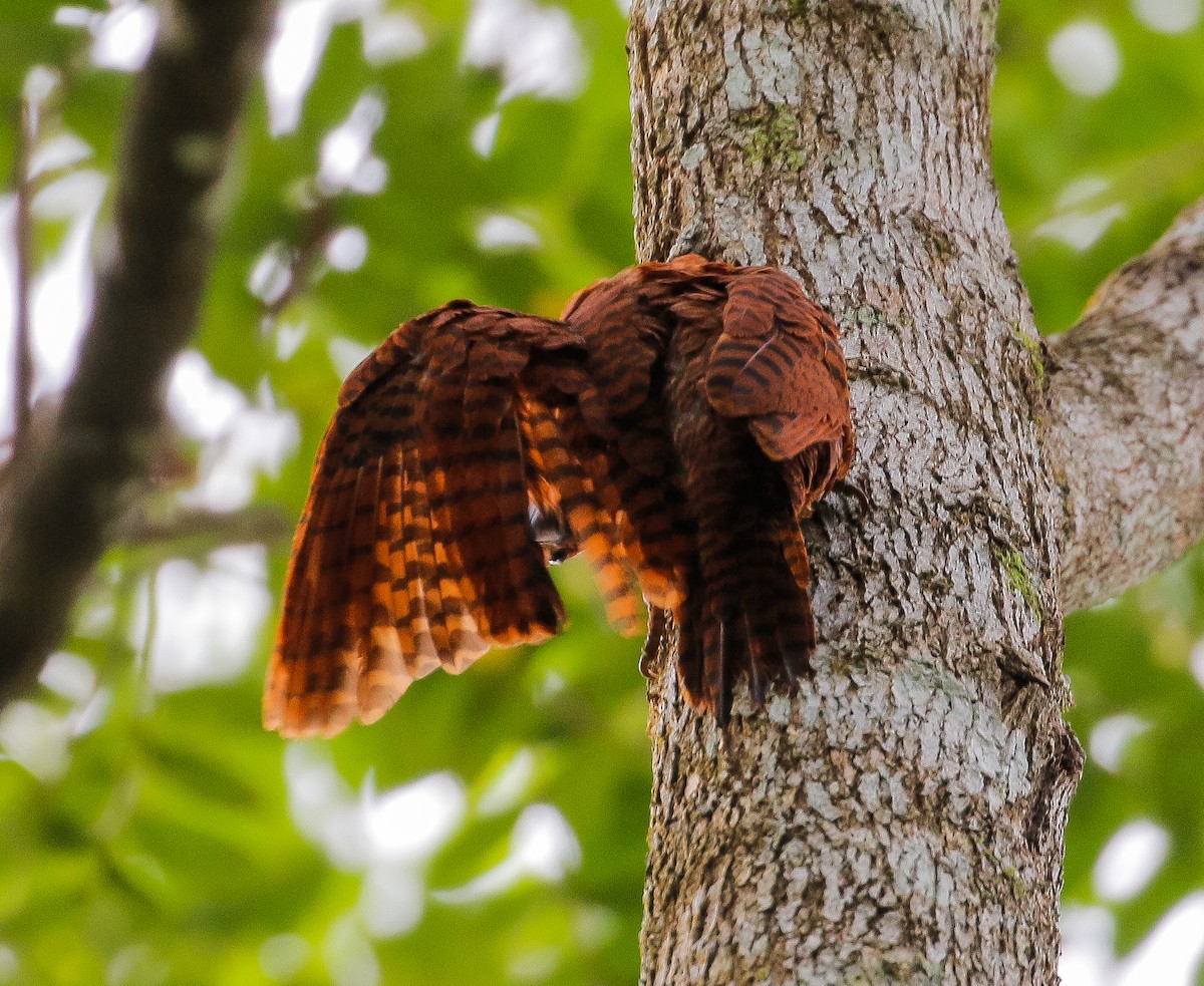 Rufous Woodpecker - Neoh Hor Kee