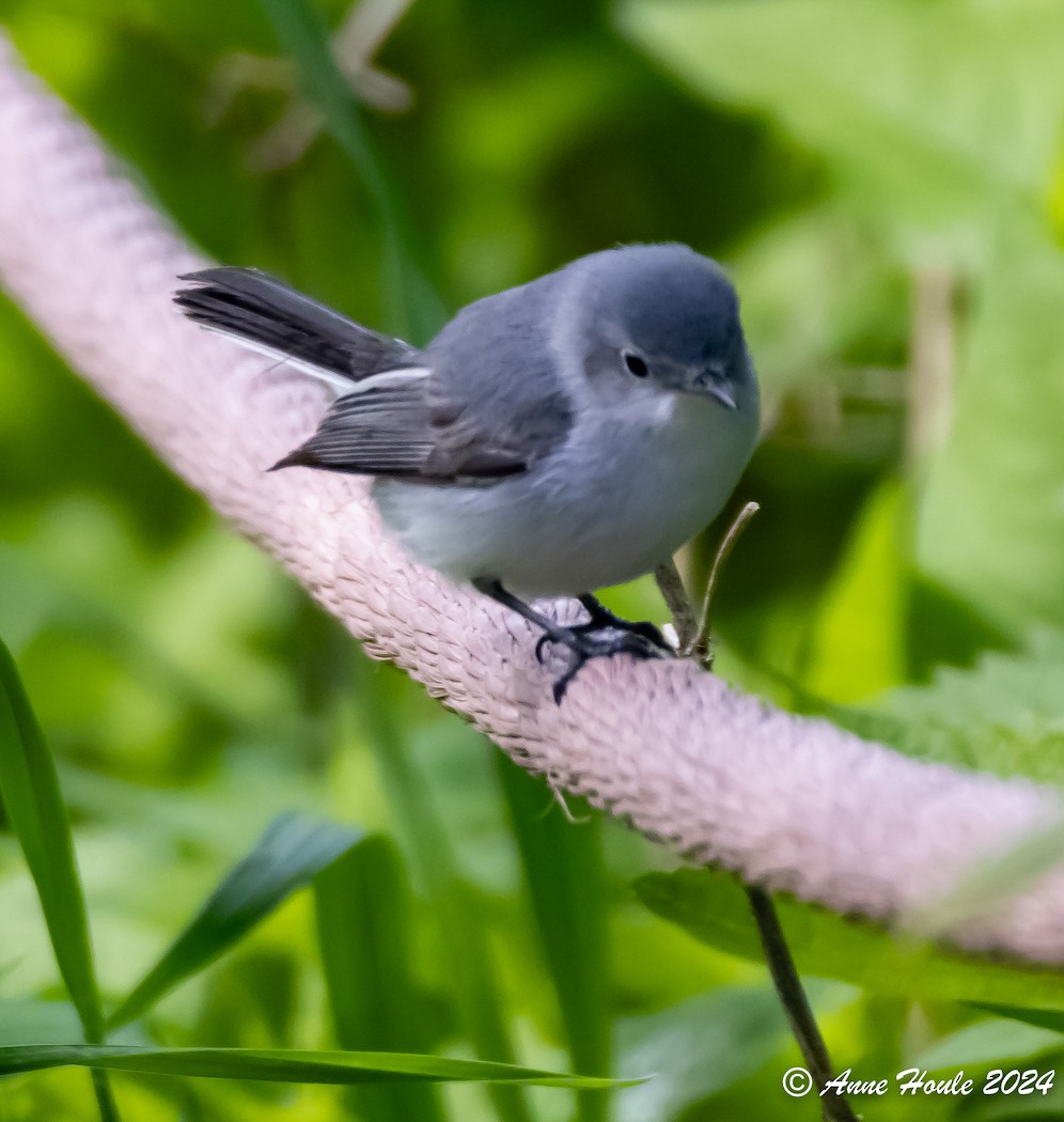 Blue-gray Gnatcatcher - Anne Houle