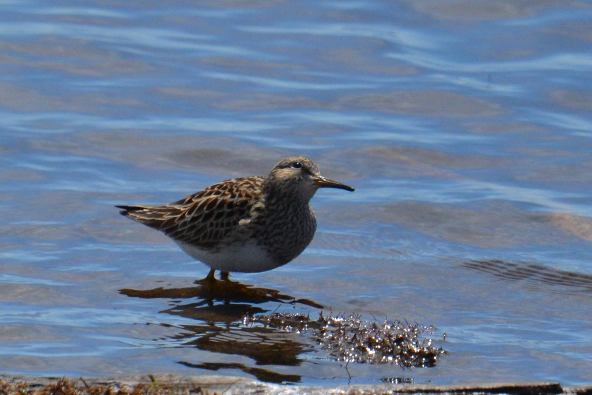 Pectoral Sandpiper - Ted Armstrong