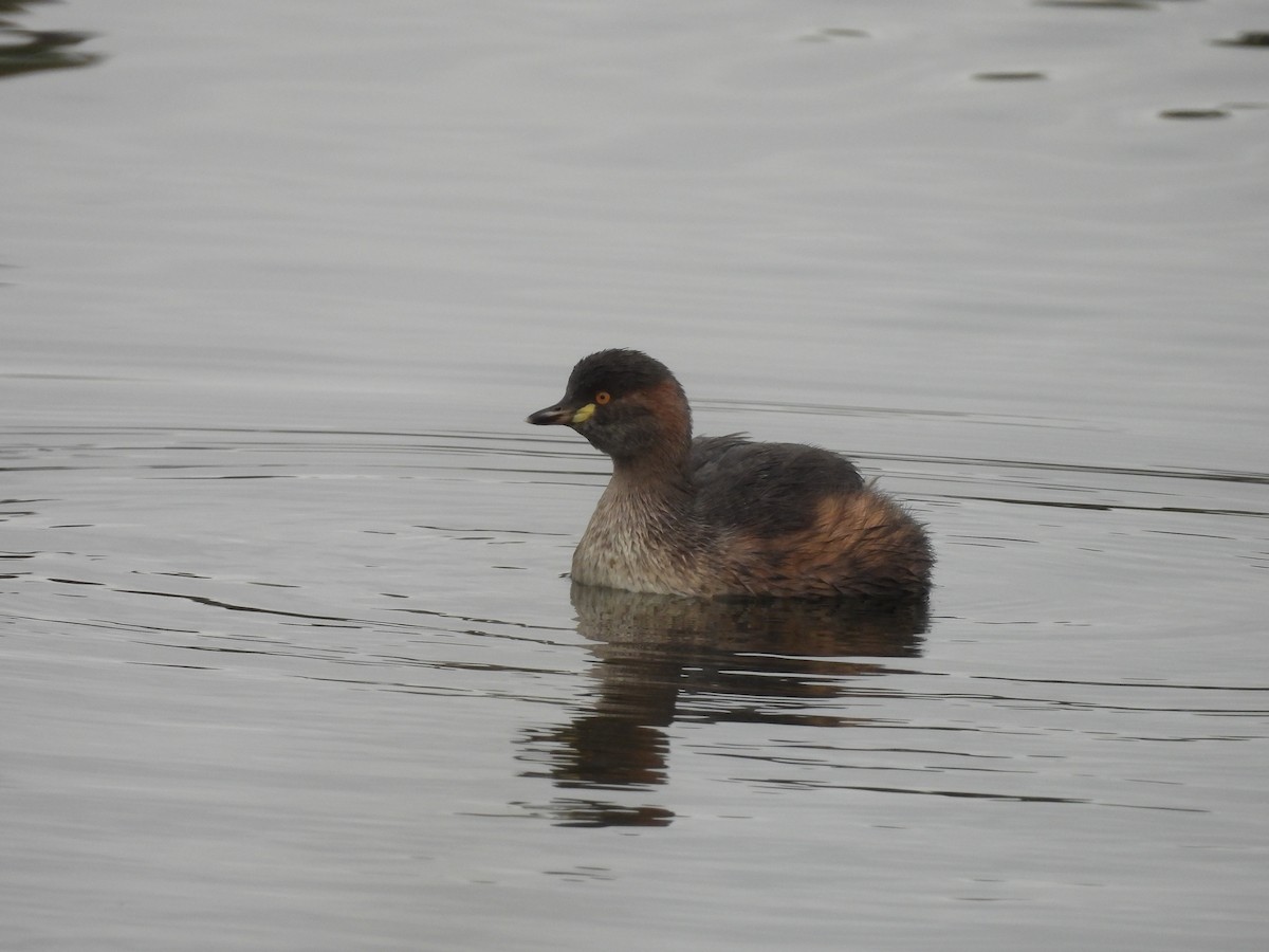 Australasian Grebe - Chanith Wijeratne