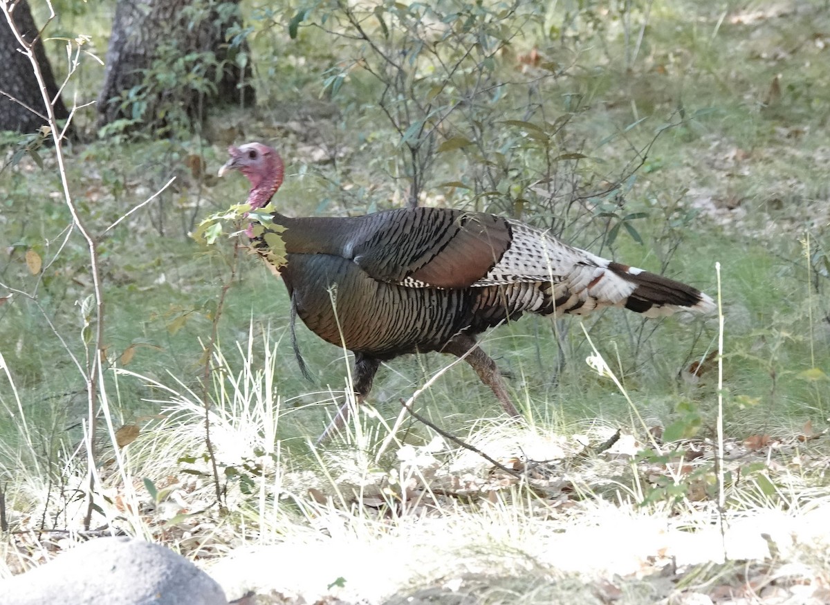 Wild Turkey - Cathy Beck