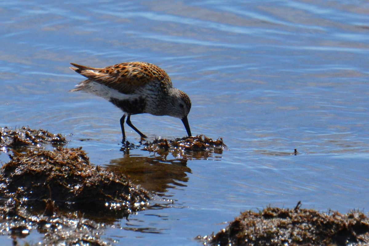 Dunlin - Ted Armstrong