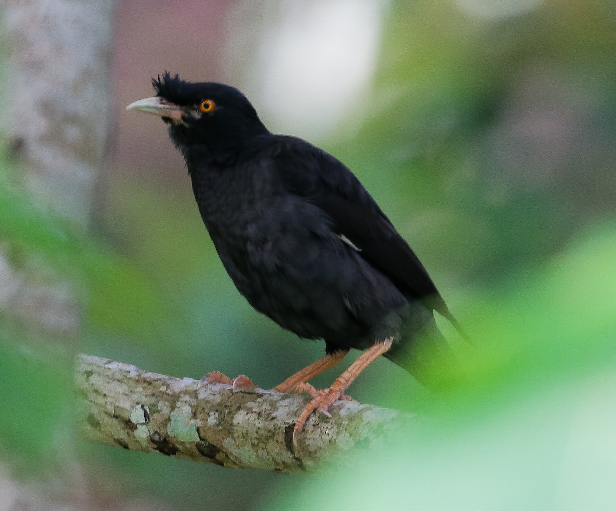 Crested Myna - ML619512041