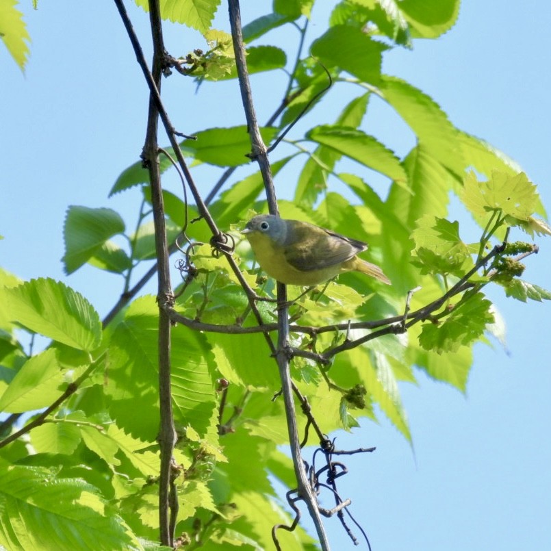 Nashville Warbler - Deb Diane