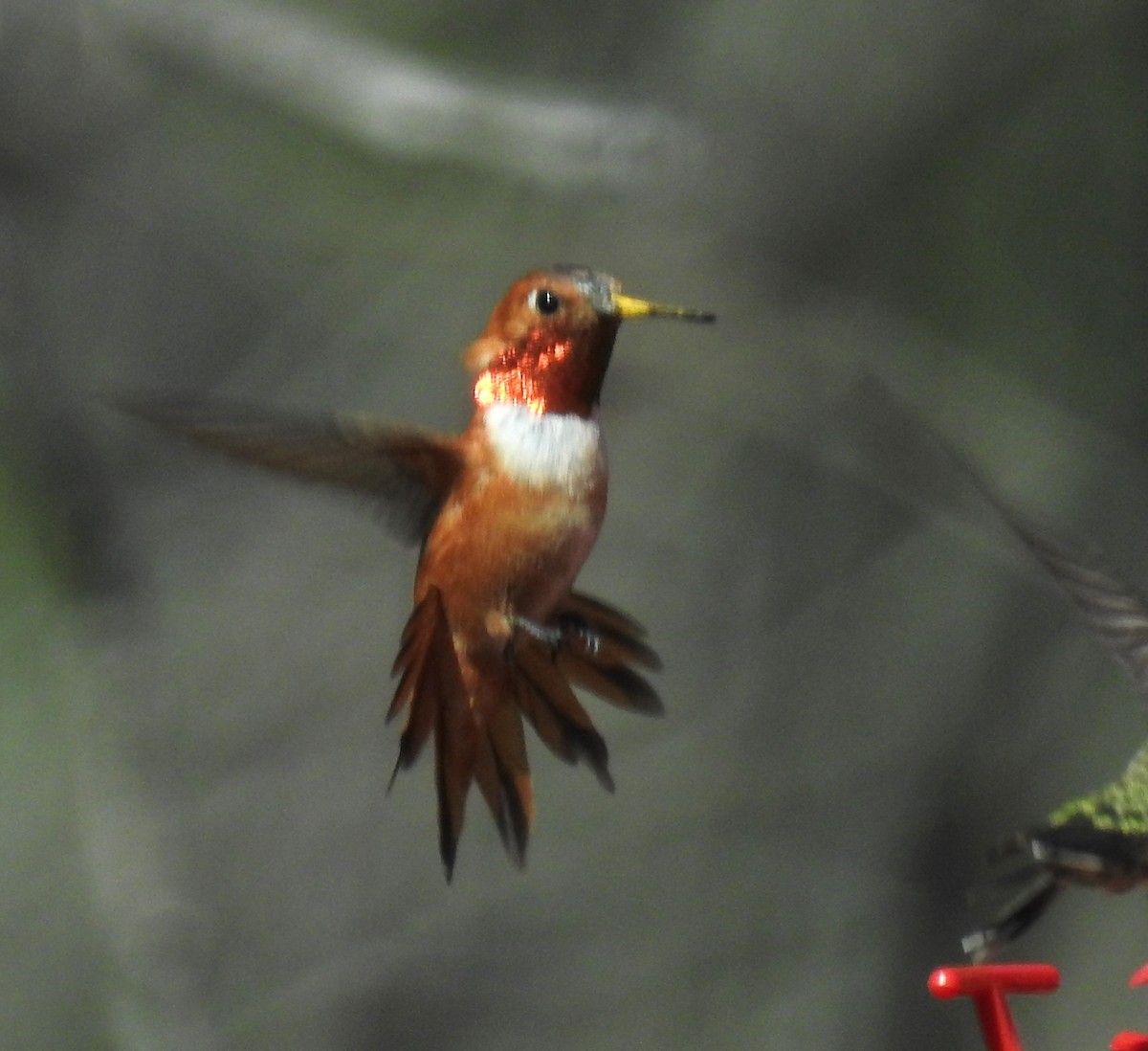Rufous Hummingbird - celia hulett