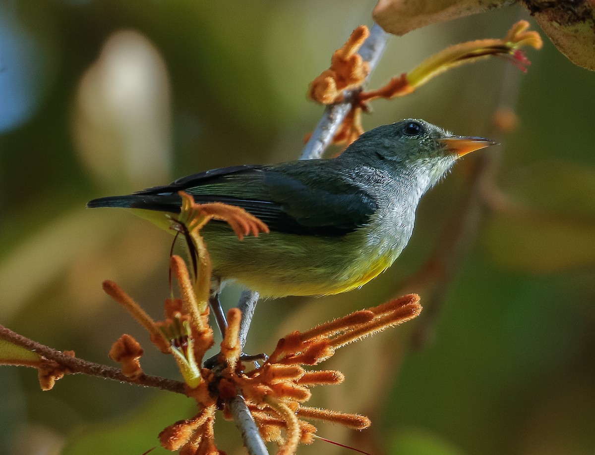 Orange-bellied Flowerpecker - Neoh Hor Kee