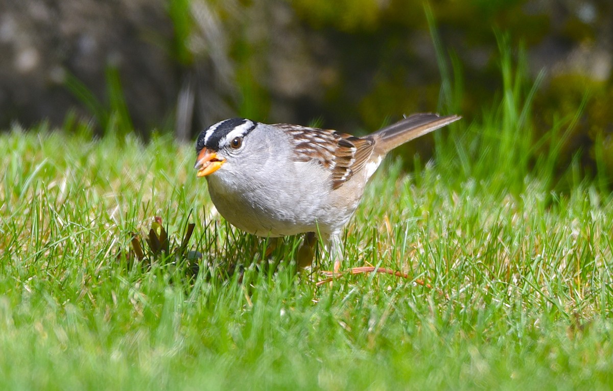 White-crowned Sparrow - D & I Fennell