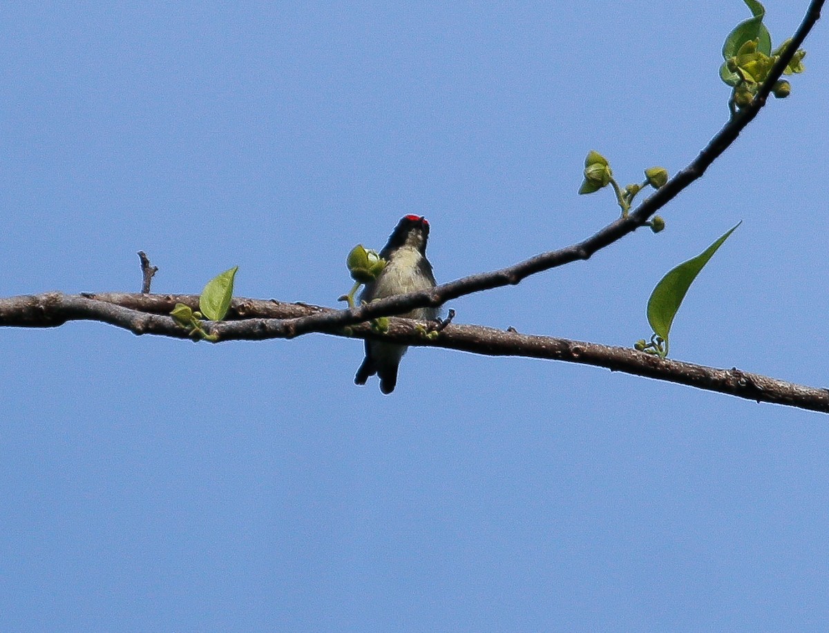 Scarlet-backed Flowerpecker - Neoh Hor Kee