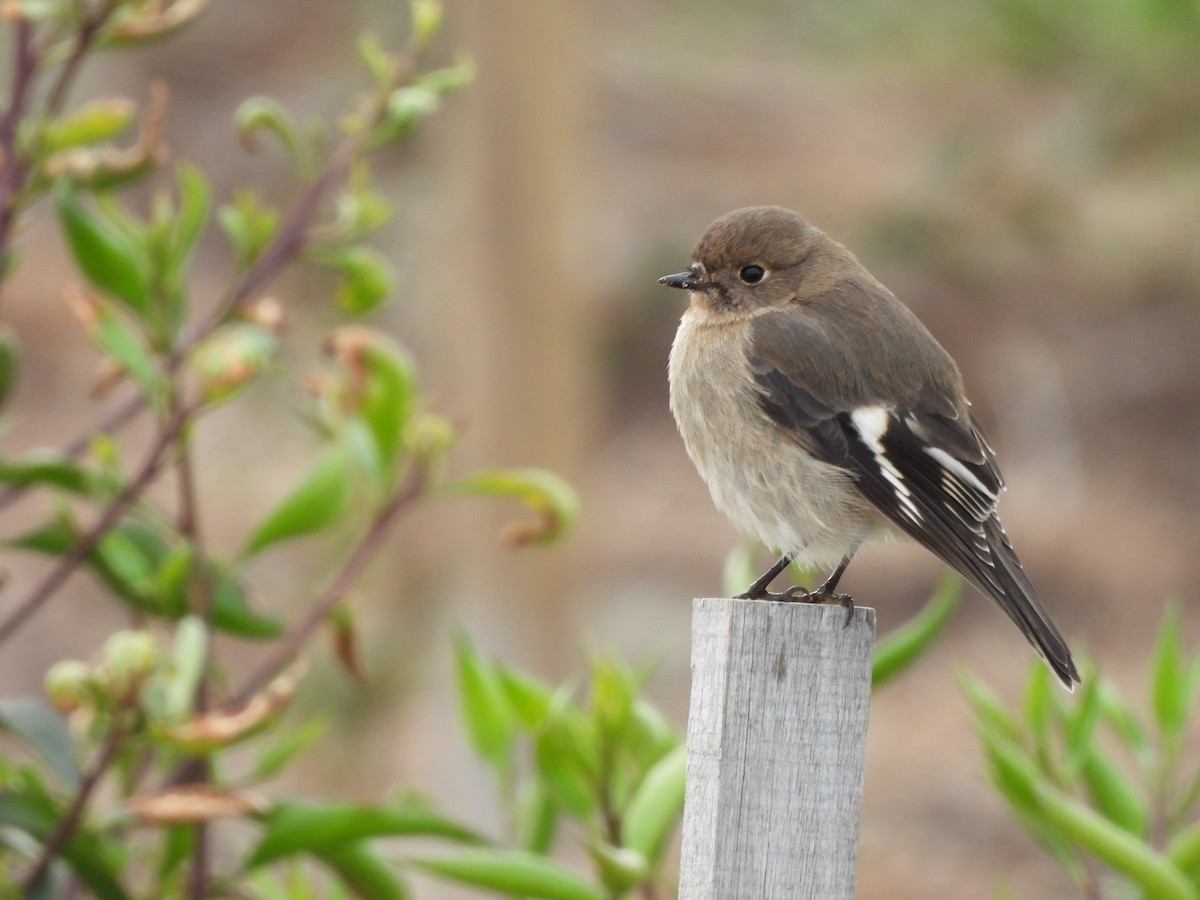 Flame Robin - Chanith Wijeratne