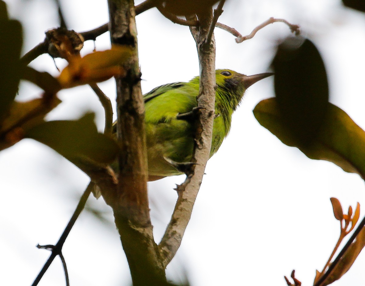 Golden-fronted Leafbird - ML619512054