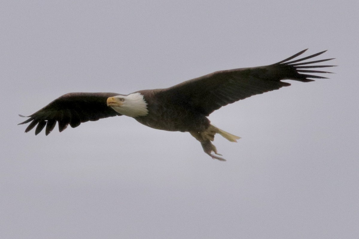 Bald Eagle - Jay & Judy Anderson