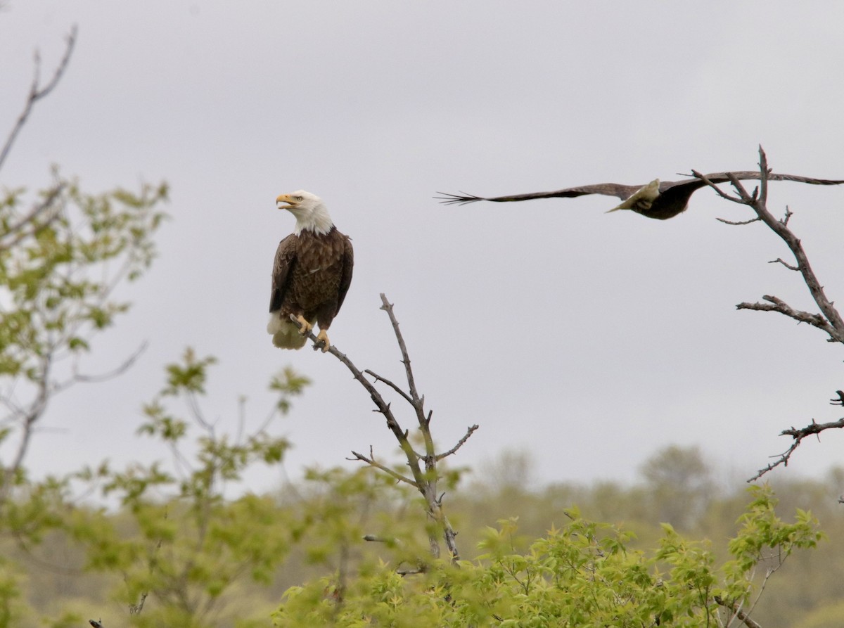 Bald Eagle - Jay & Judy Anderson