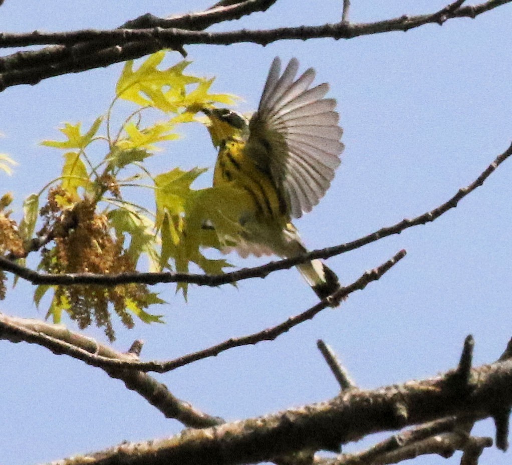 Magnolia Warbler - ML619512065