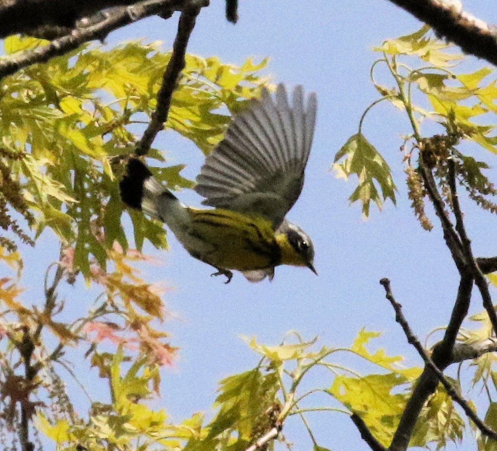 Magnolia Warbler - ML619512066