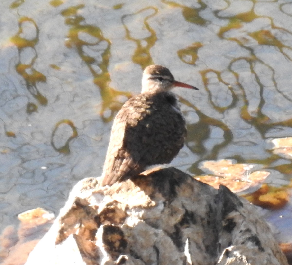 Spotted Sandpiper - celia hulett