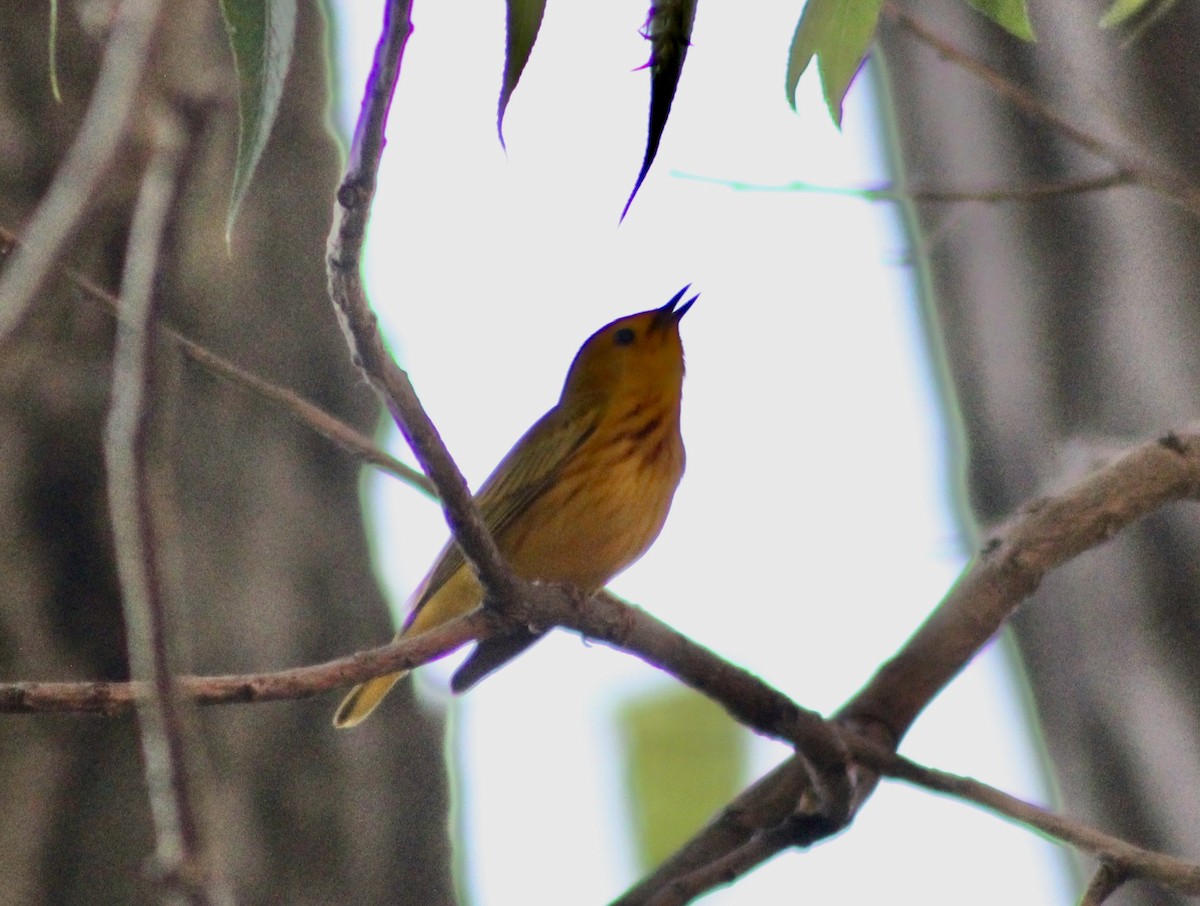 Yellow Warbler - kim nordquest