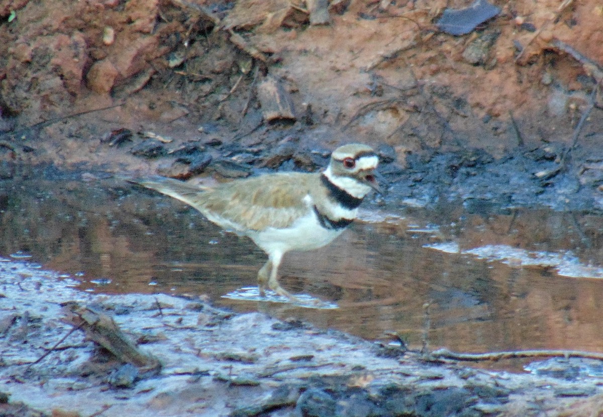 Killdeer - J.D. Flores