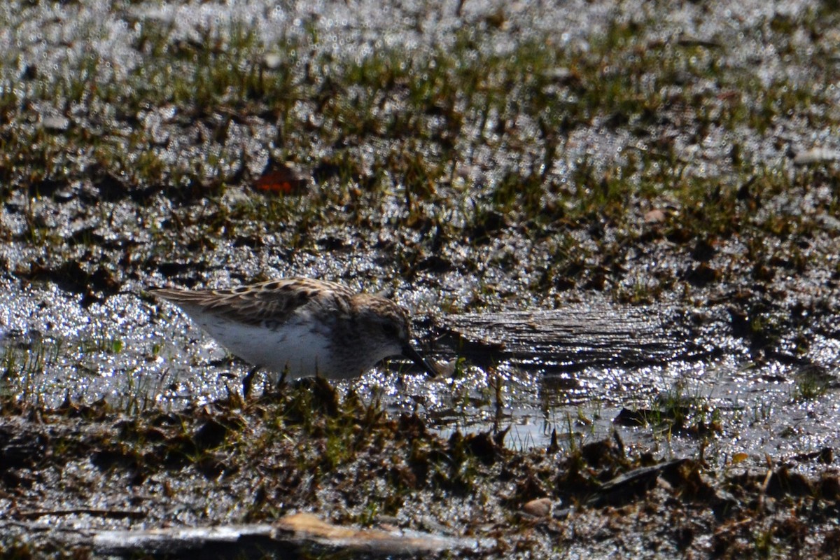 Semipalmated Sandpiper - Ted Armstrong