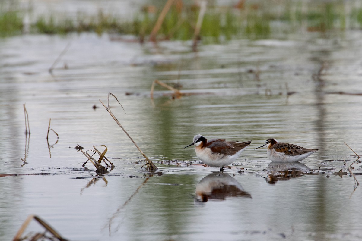 Wilson's Phalarope - Yvan Sarlieve