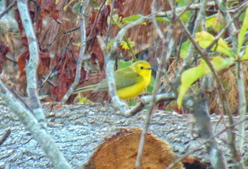 Hooded Warbler - J.D. Flores