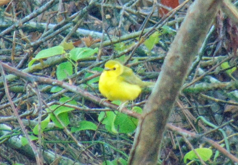 Hooded Warbler - J.D. Flores