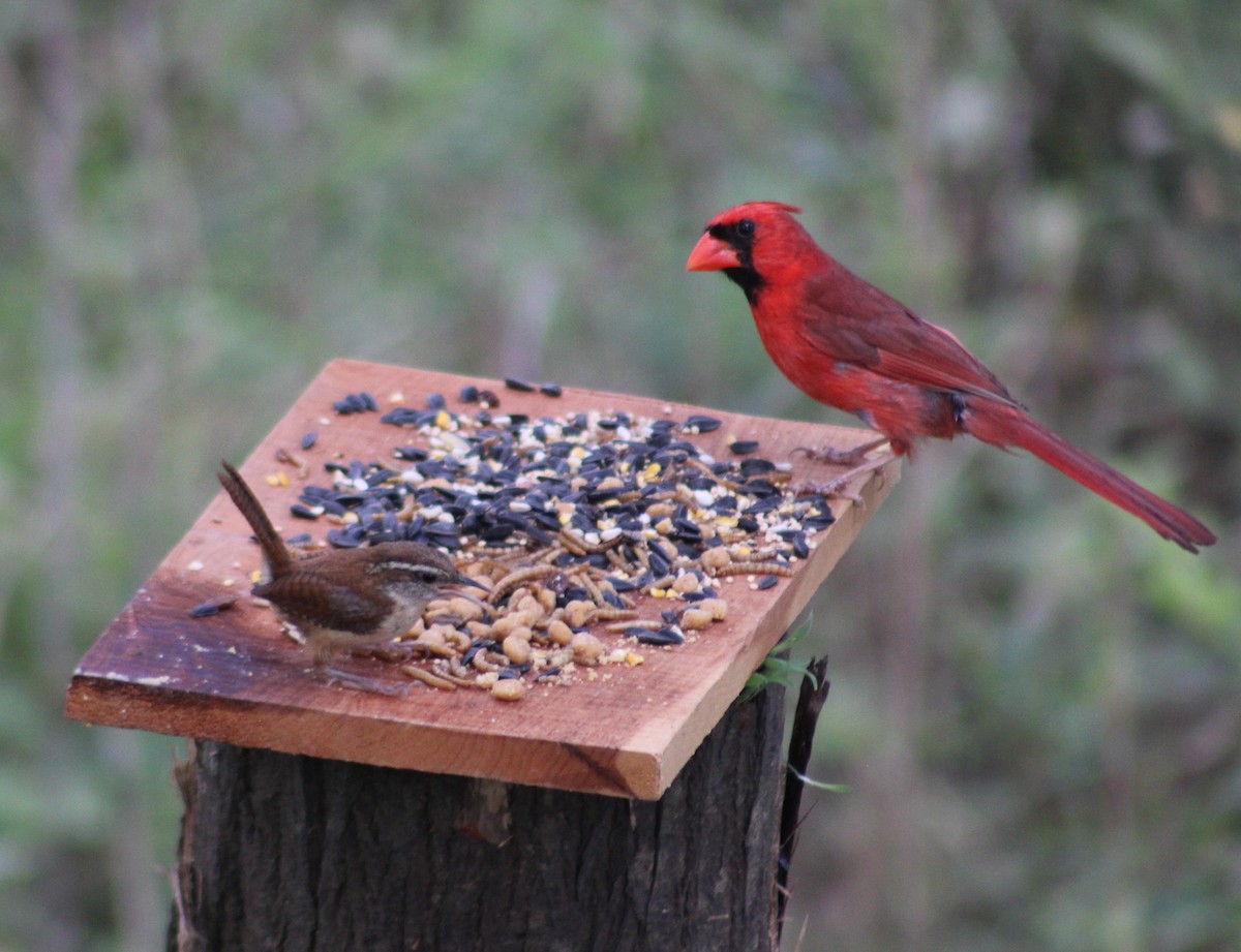 Northern Cardinal - Ezra Garber