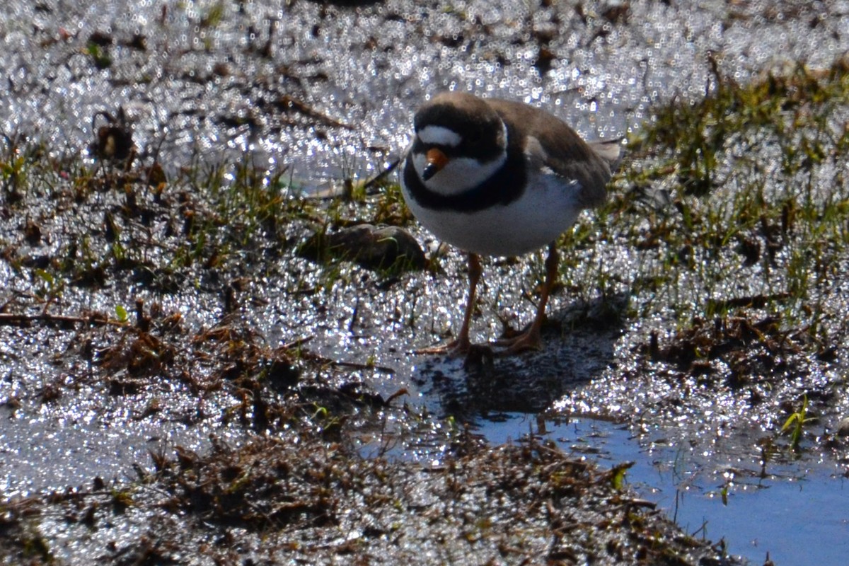 Semipalmated Plover - Ted Armstrong