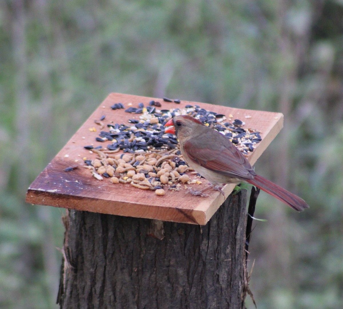 Northern Cardinal - Ezra Garber