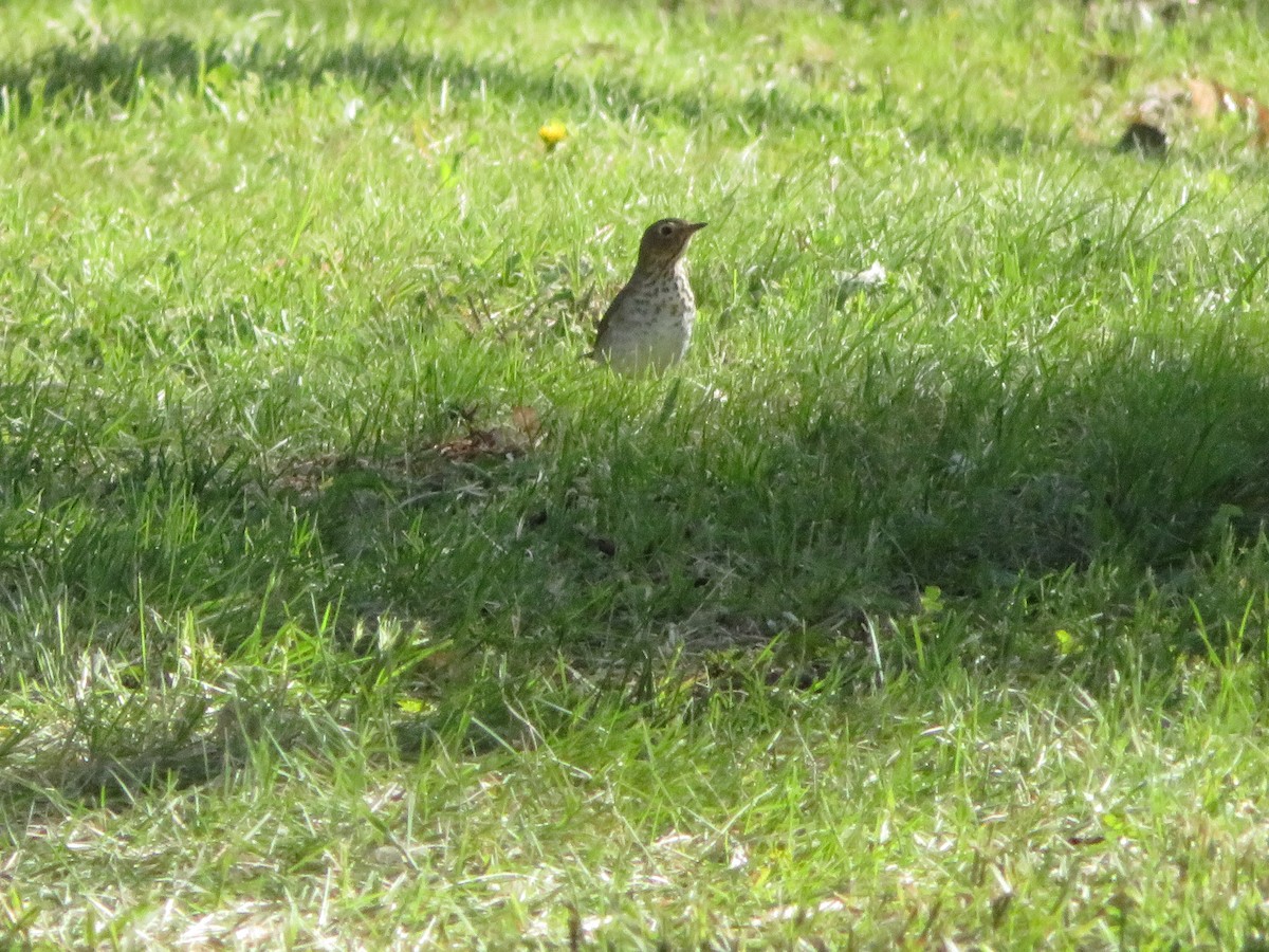 Swainson's Thrush - David Forbes