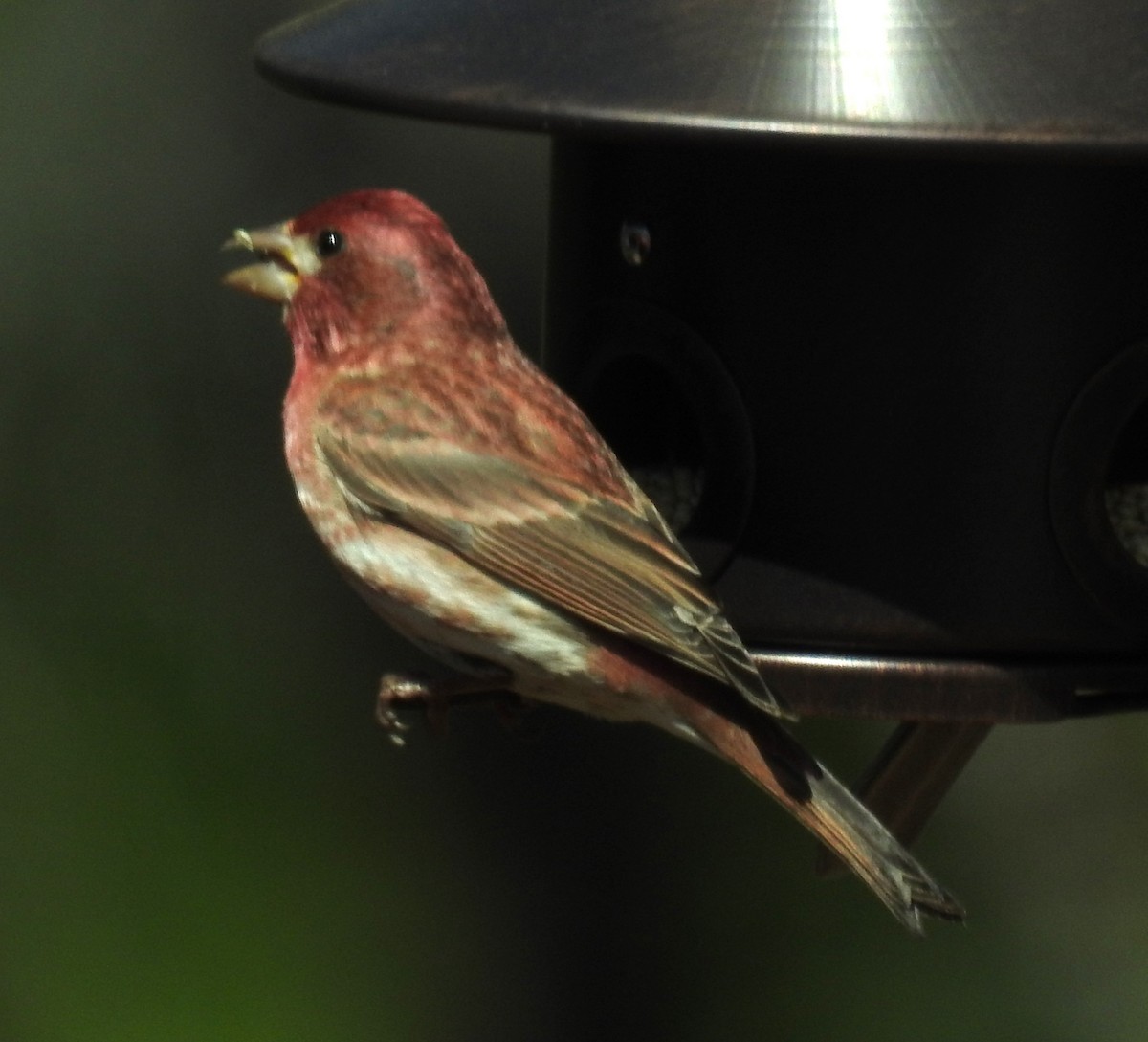 Purple Finch - celia hulett