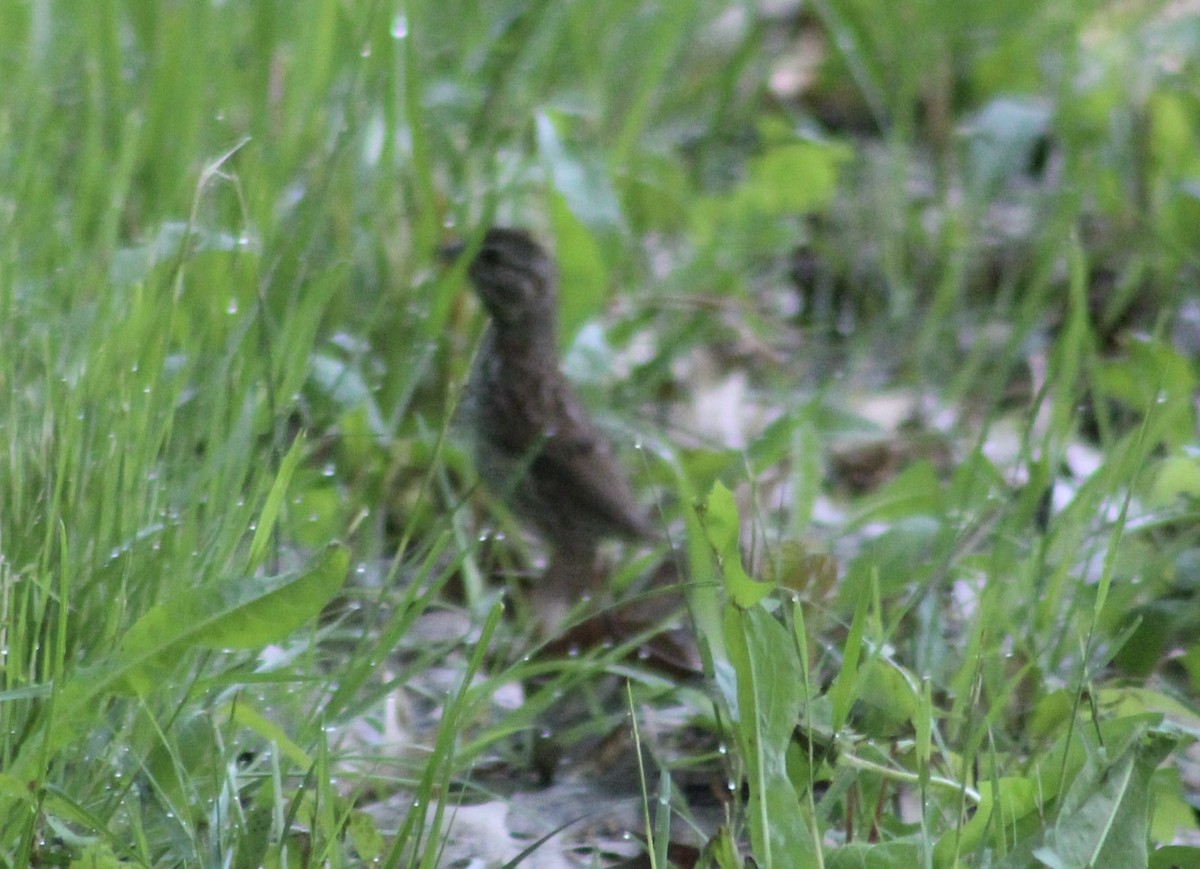 Song Sparrow - kim nordquest