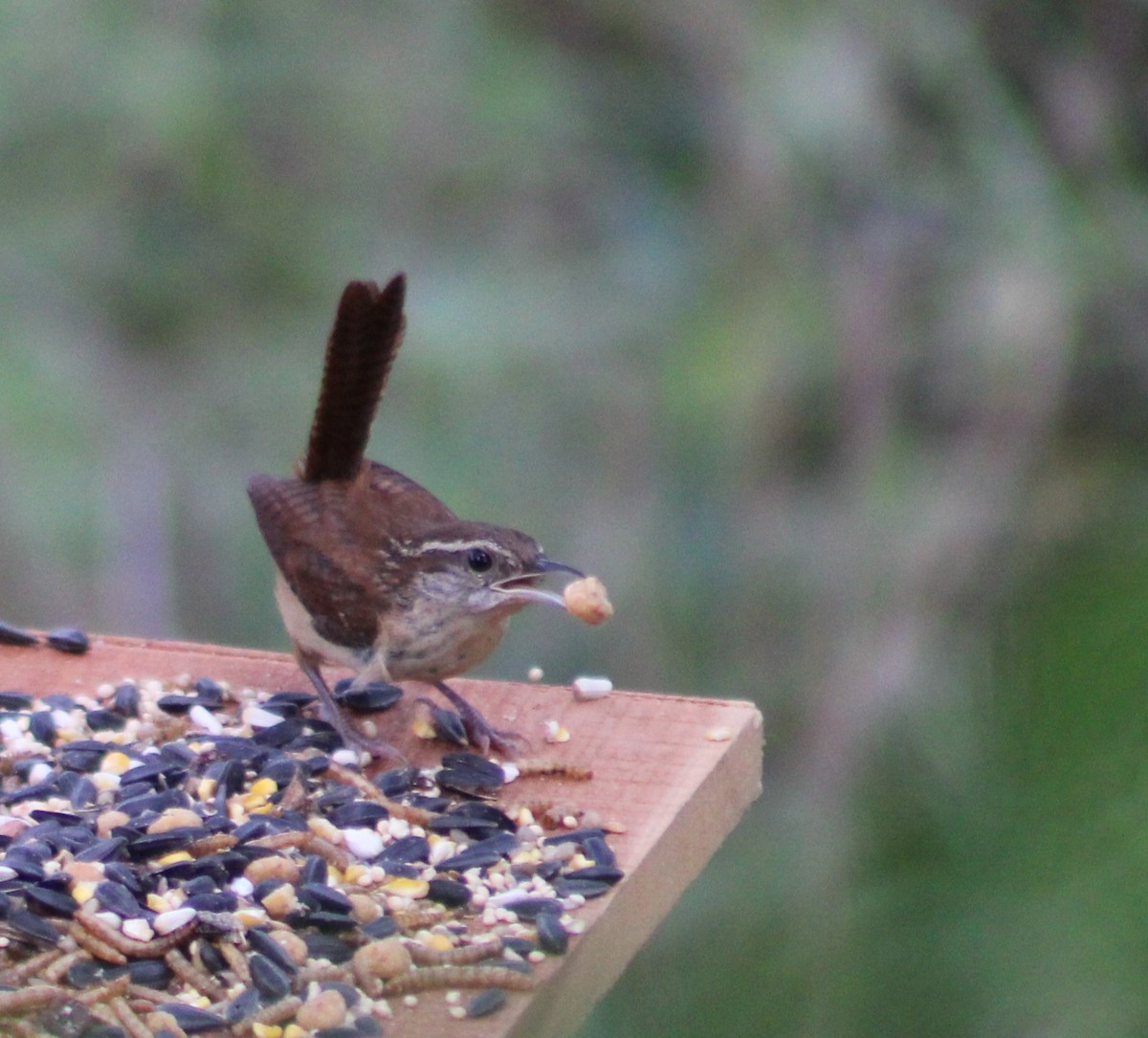 Carolina Wren - Ezra Garber