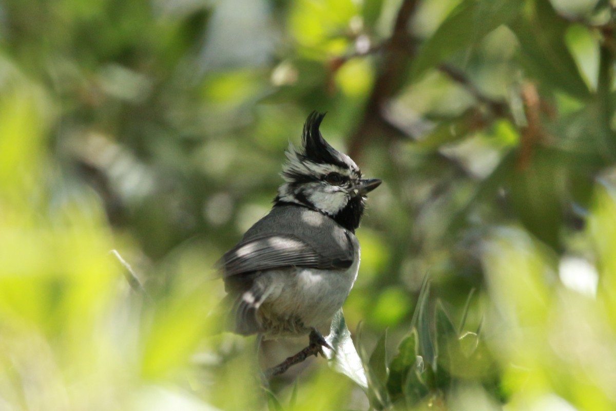 Bridled Titmouse - Jesse Pline