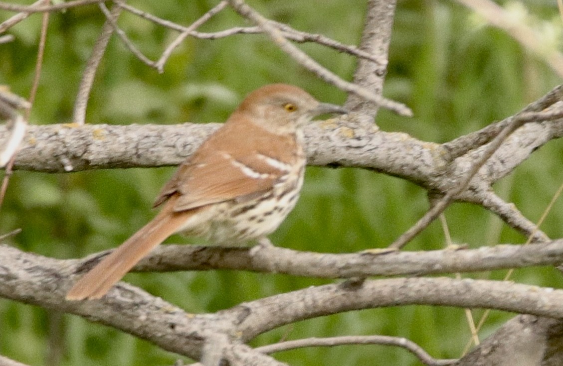 Brown Thrasher - Jay & Judy Anderson