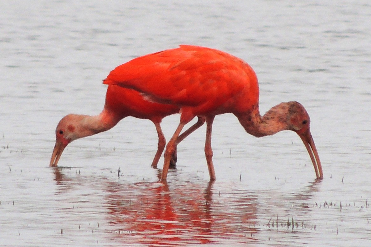 Scarlet Ibis - ML619512117