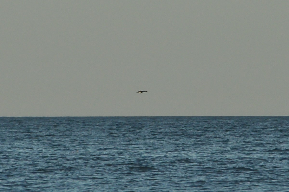 Red-throated Loon - Sam Collins